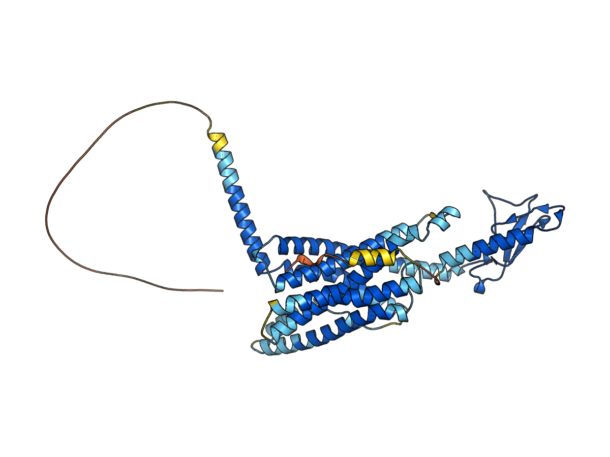 AlphaFold monomer prediction of the human glucagon receptor P47871 coloured by pLDDT confidence