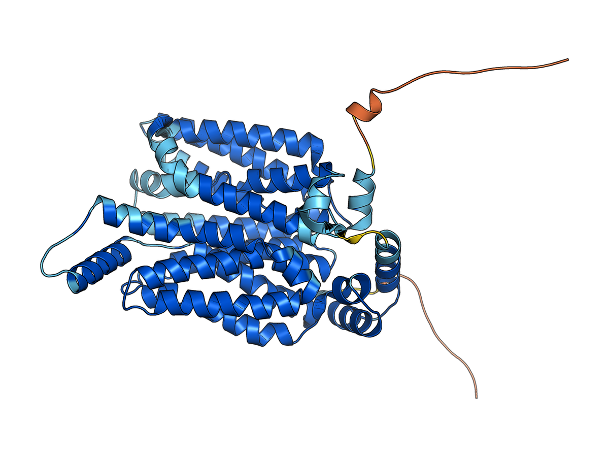AlphaFold monomer prediction of the human GLUT4 transporter P14672 coloured by pLDDT confidence