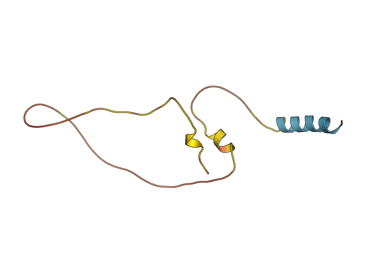 AlphaFold prediction of the human insulin precursor P01308 coloured by pLDDT confidence