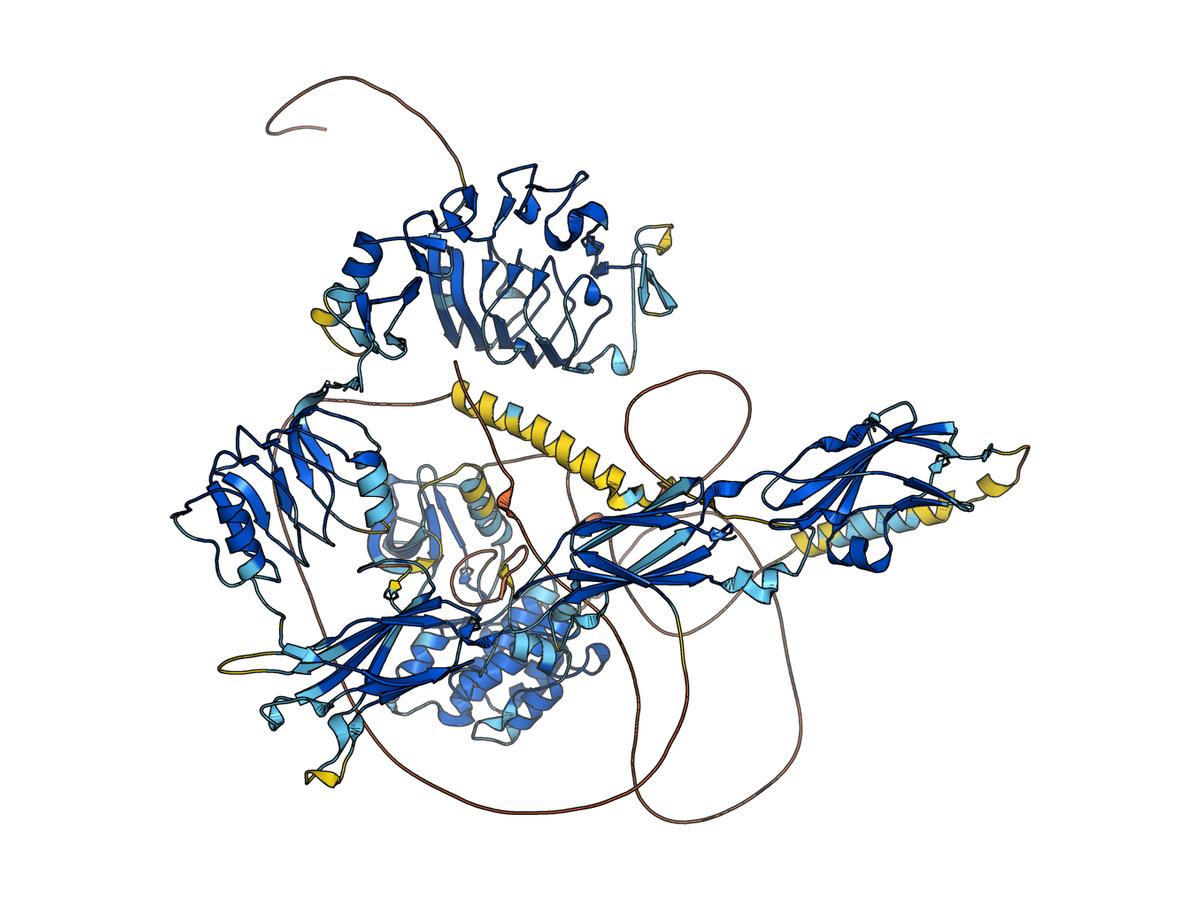 AlphaFold monomer prediction of the human insulin receptor P06213 coloured by pLDDT confidence